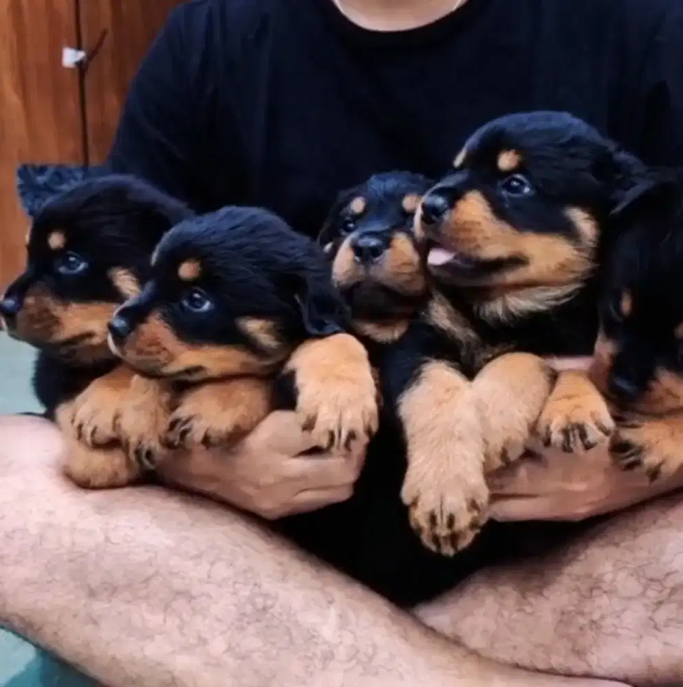 Puppy Rottweiler