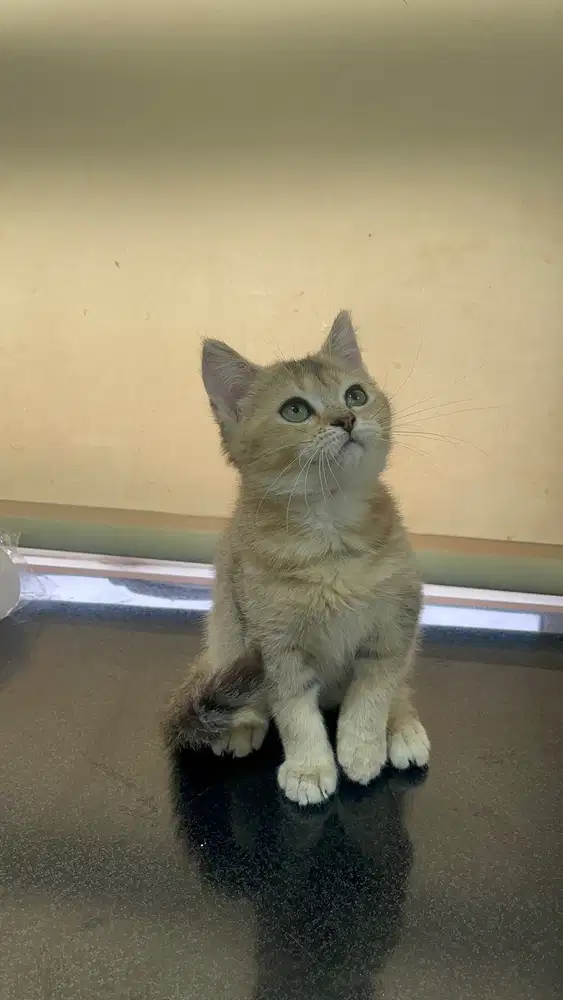 BSH British Shorthair Golden Betina