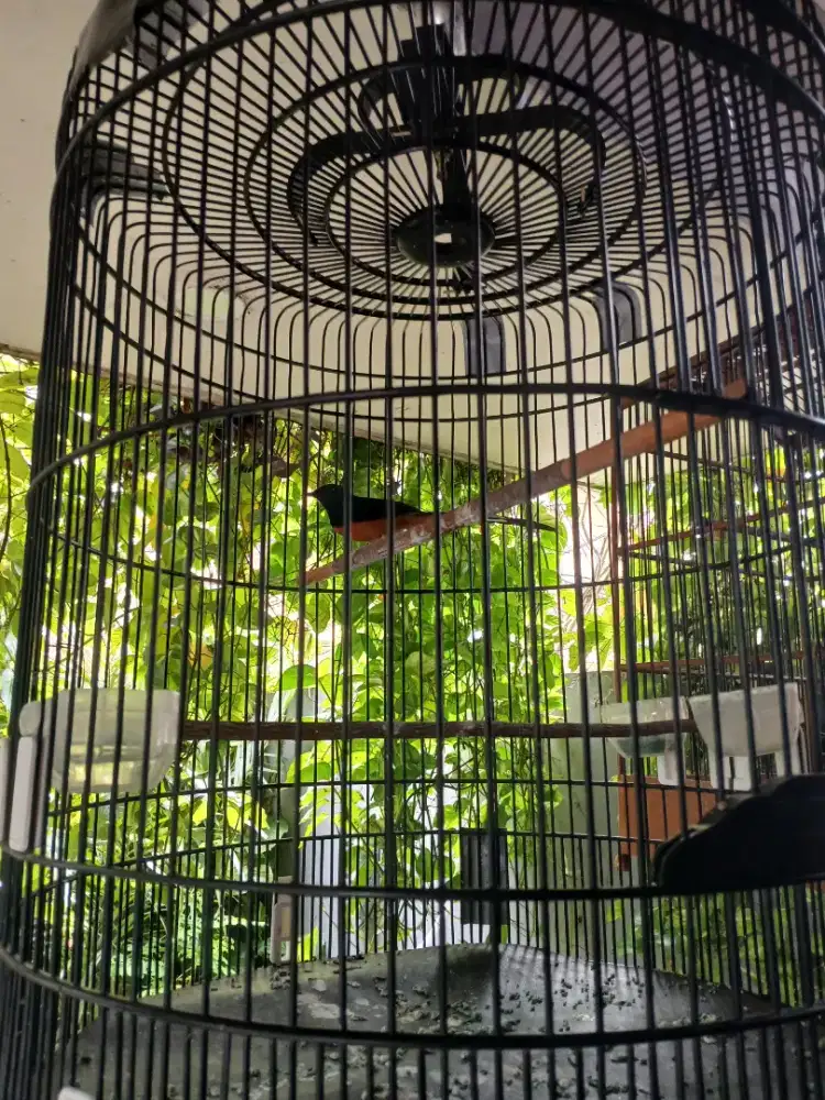 Murai batu tangkaran