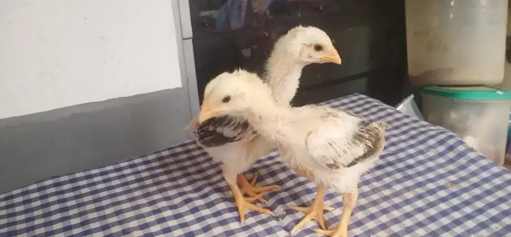 Ayam shamo anakan line nuber X