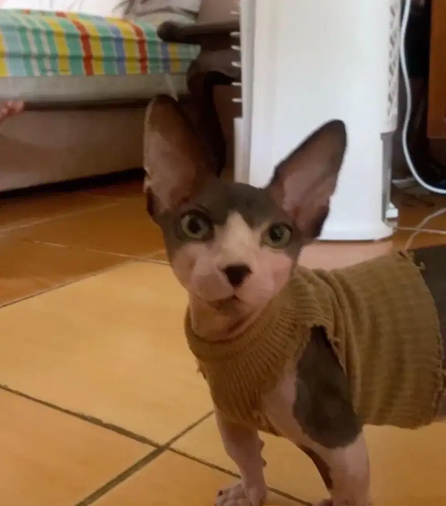 Jasa pacak kucing sphynx bambino