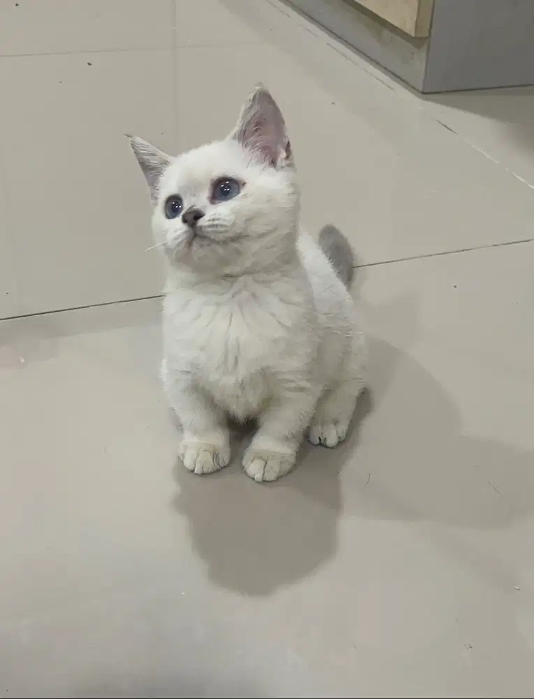 BSH British Shorthair Munchkin Silver Point Blue Eyes Betina