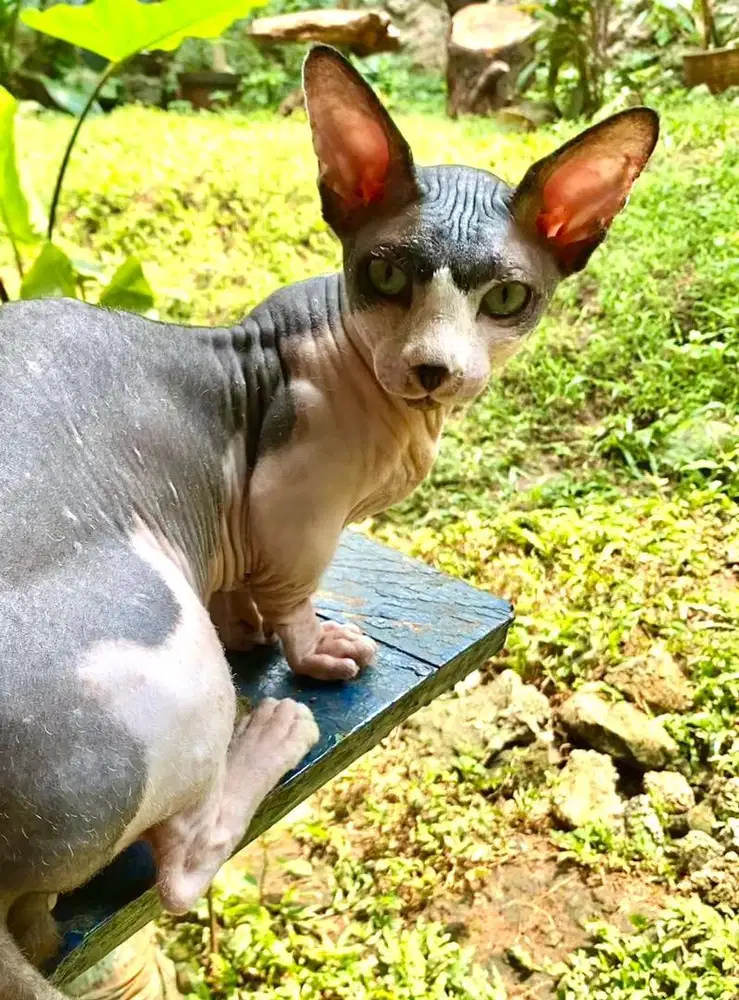 Jasa pacak kucing sphynx bambino jantan