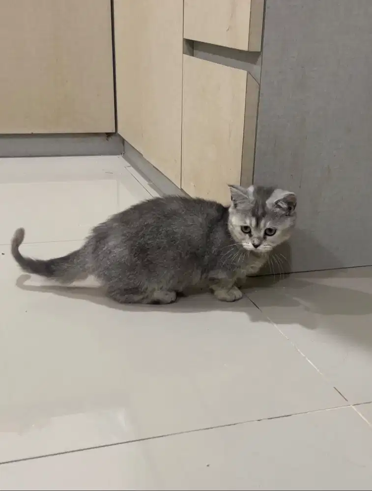 BSH British Shorthair Silver Shaded Betina