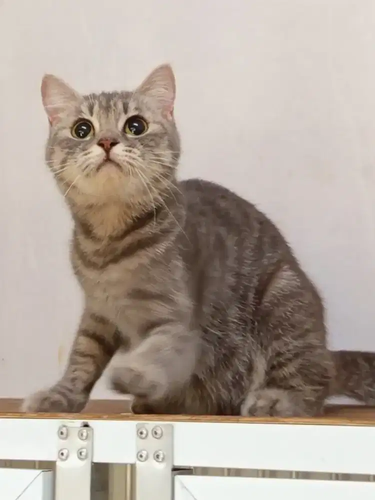 British Shorthair hamil