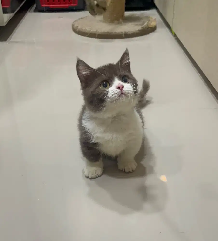British Shorthair Munchkin Bicolor Choco Betina