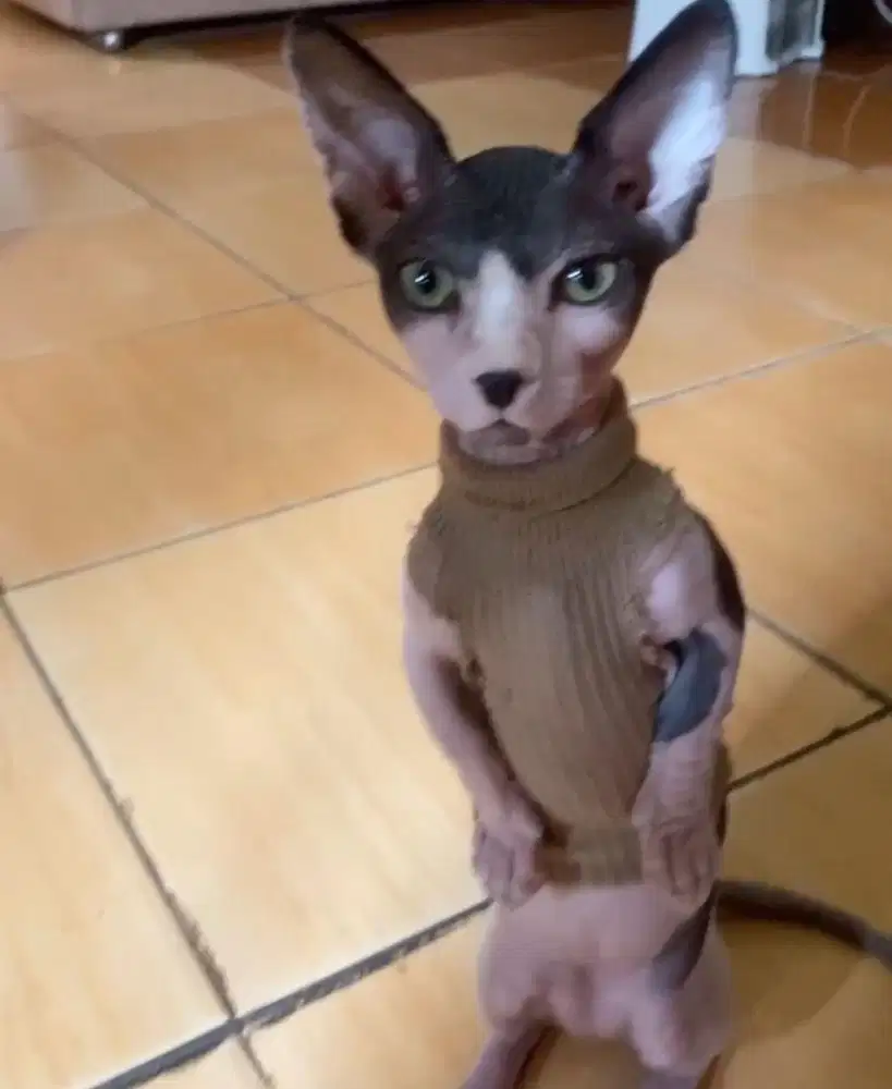 Jasa pacak kucing sphynx bambino jantan