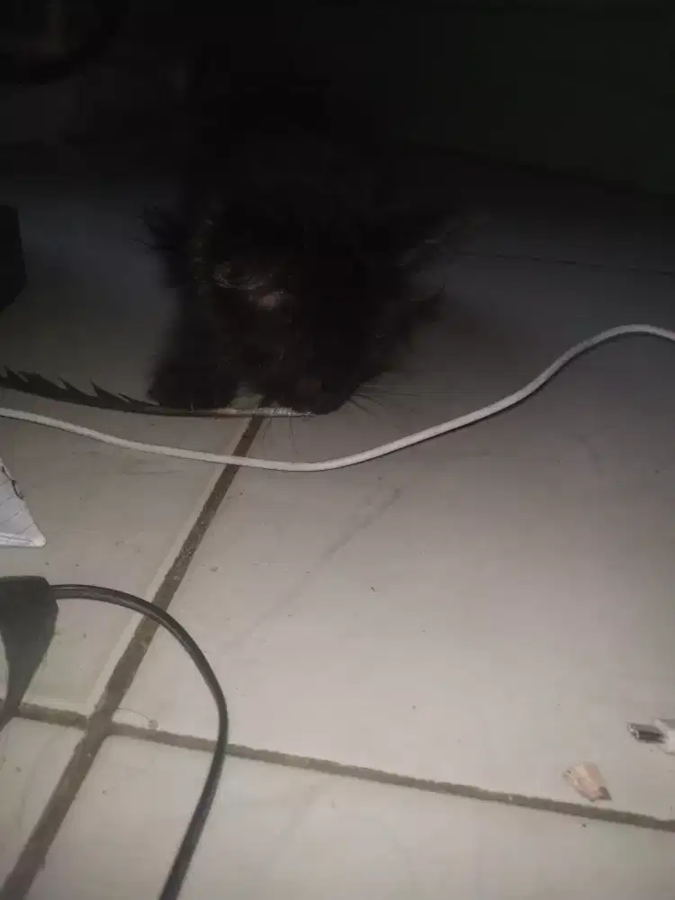 Kucing fersia hitam