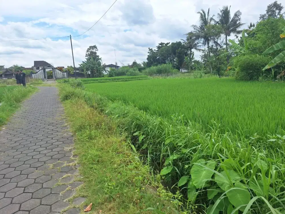 Tanah Sawah SHM Masih Produktif Area Banaran, Mlati, Sleman