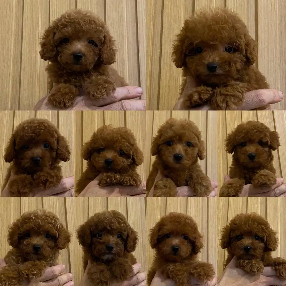 Toy poodle stambum imut lincah