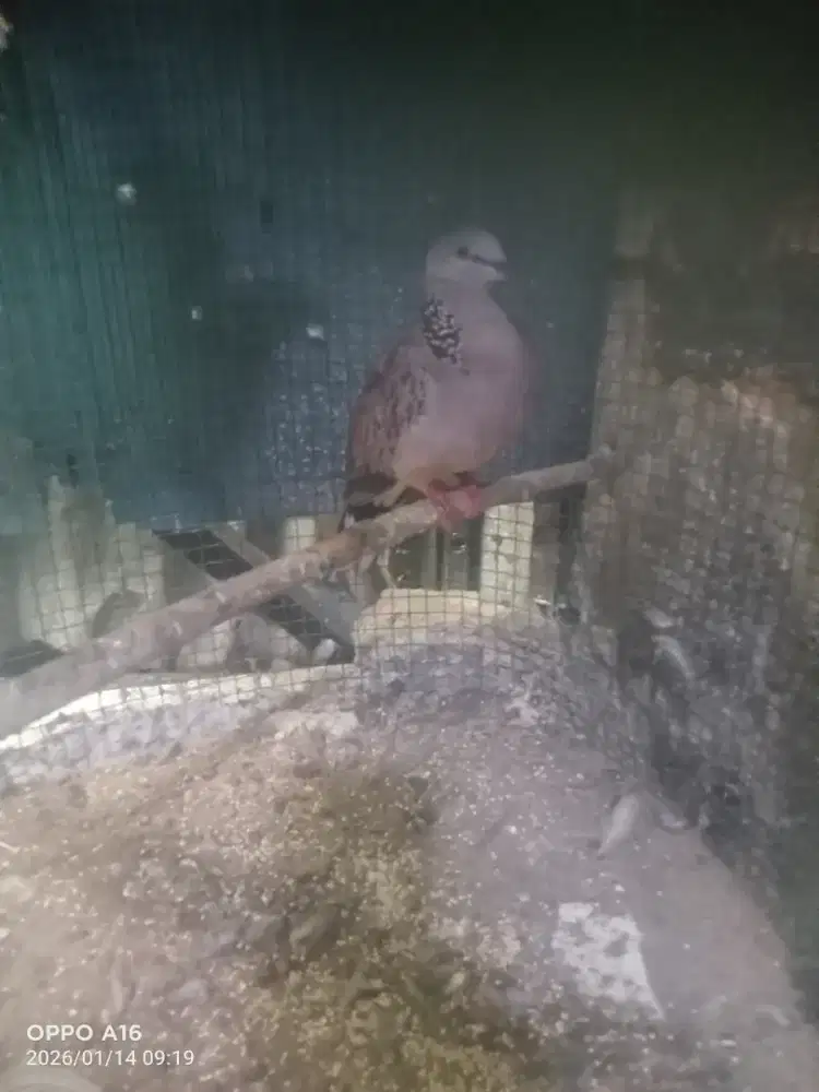 Tekukur kuk 3 paten lokal alam rajin mantep