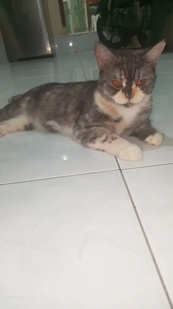 Kucing british mix betina