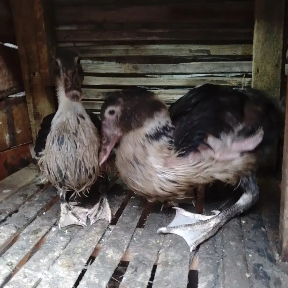 Kuyuk setengah darah