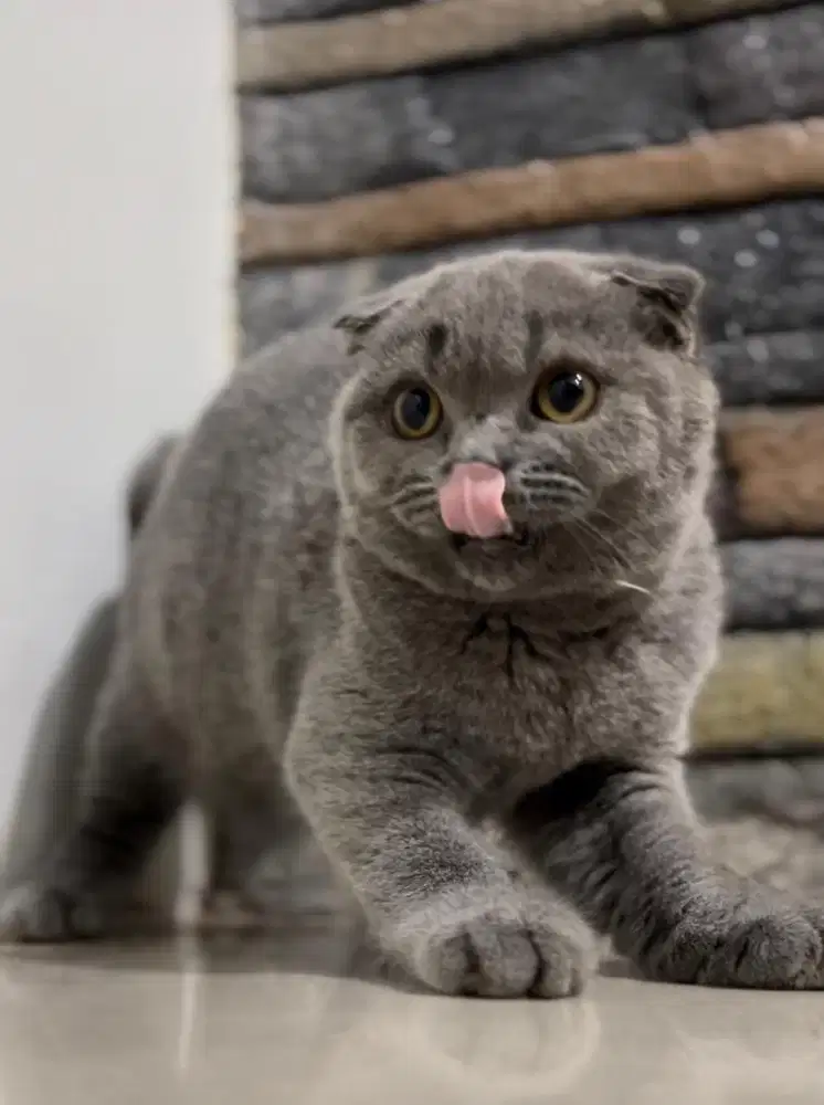 Scotish Fold Triple Betina