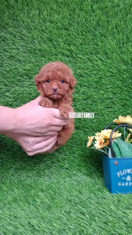 Toy Poodle Red Jantan & Betina
