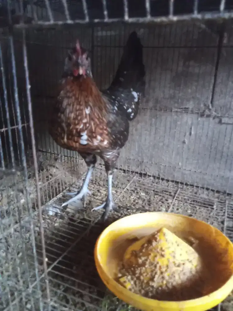 Ayam betina induk ketawa