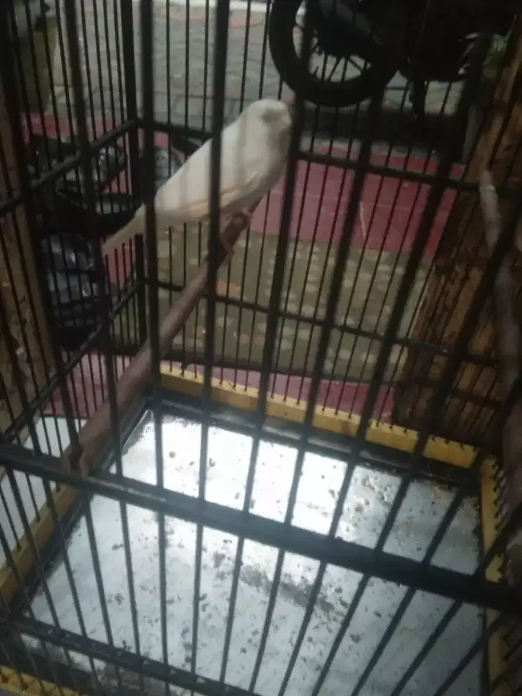 Kenari loper putih gacor