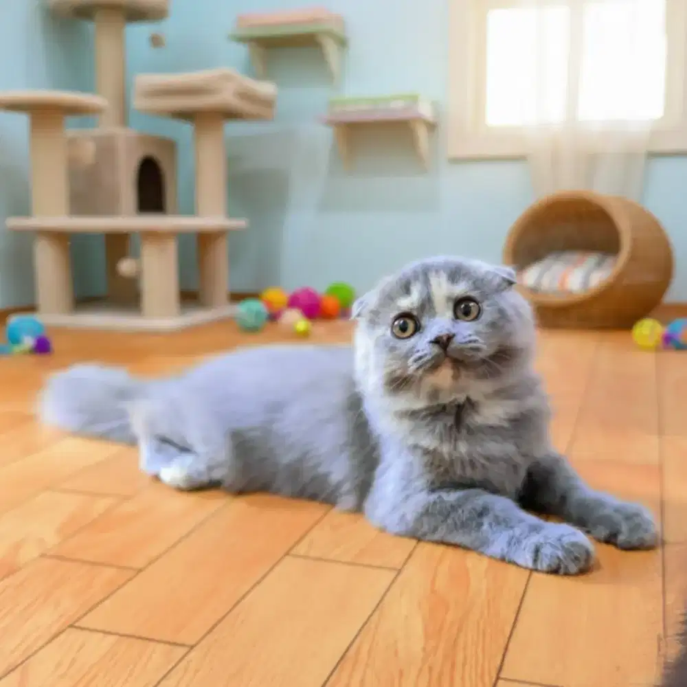 Kucing Scotish blue tortiie