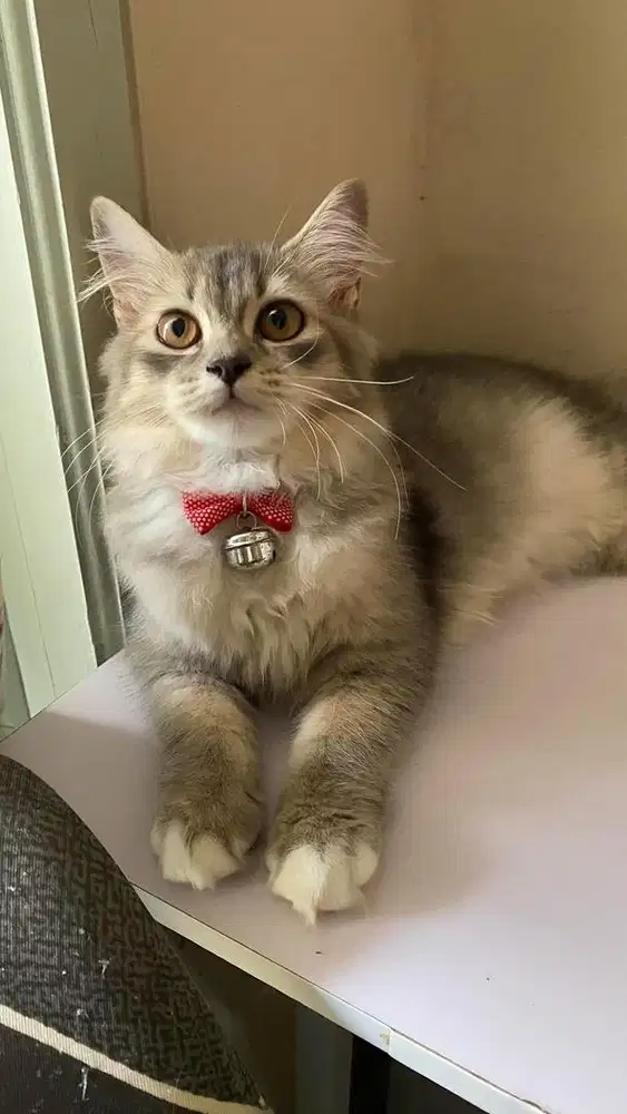 Anak kucing betina peranakan mainecoon