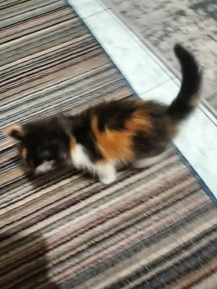 Open addopt kucing black tortie