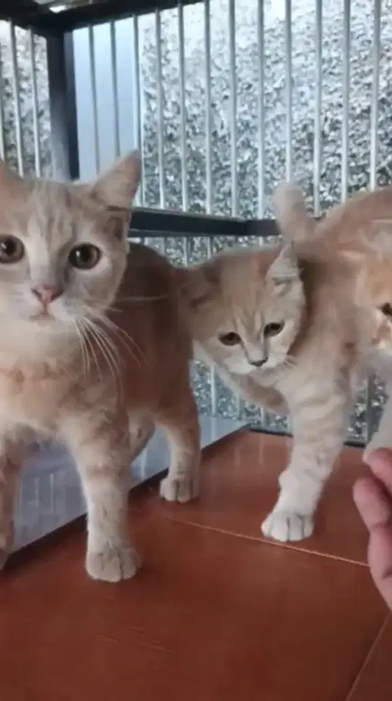 Kitten British Shorthair dan NS