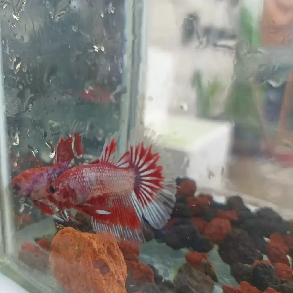 Ikan cupang ada 100 ekor