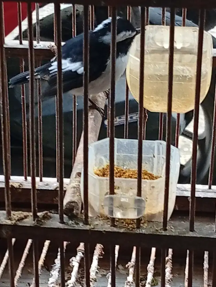Burung daicu kembang bunyi semaunya