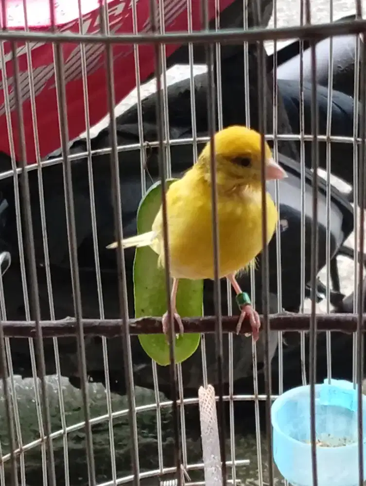 Burung kenari cewean udh produksi