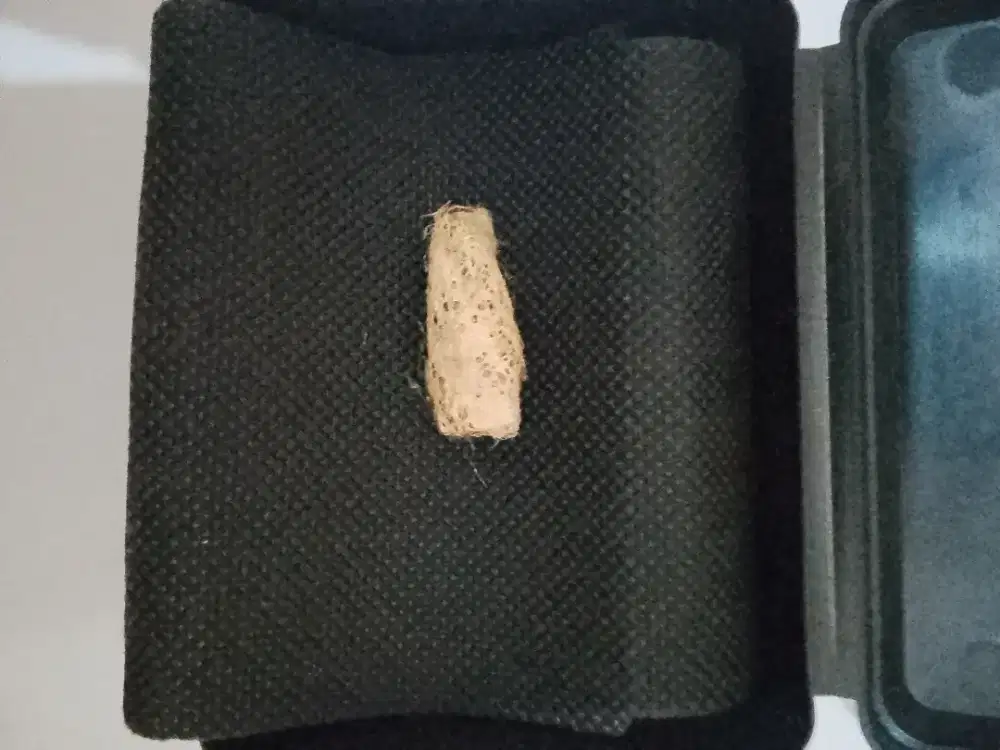 kepompong berjarum emas