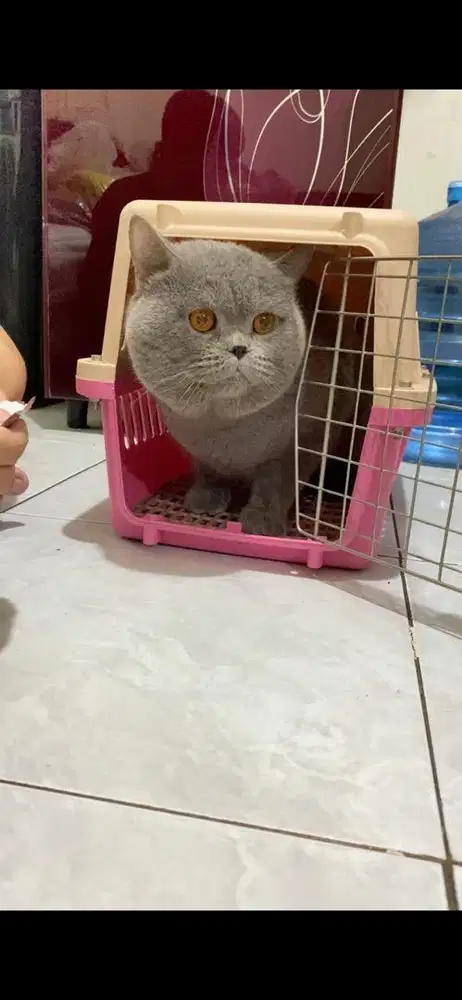 Ready To adopt Jantan BSH PURE nonped