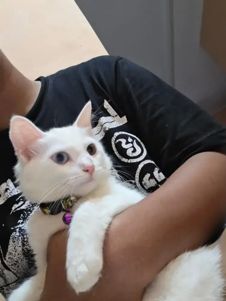 Kitten persia Odd eye betina