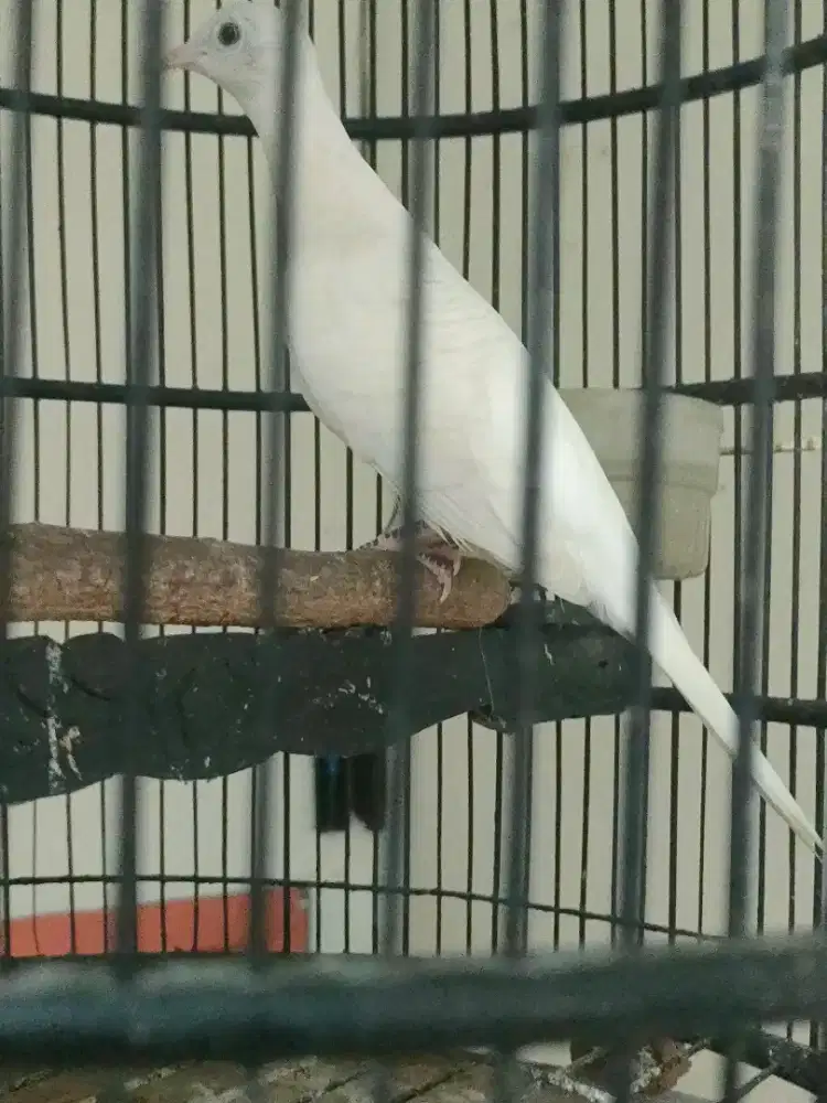 Burung perkutut Kapa gacor vidio melalui wa