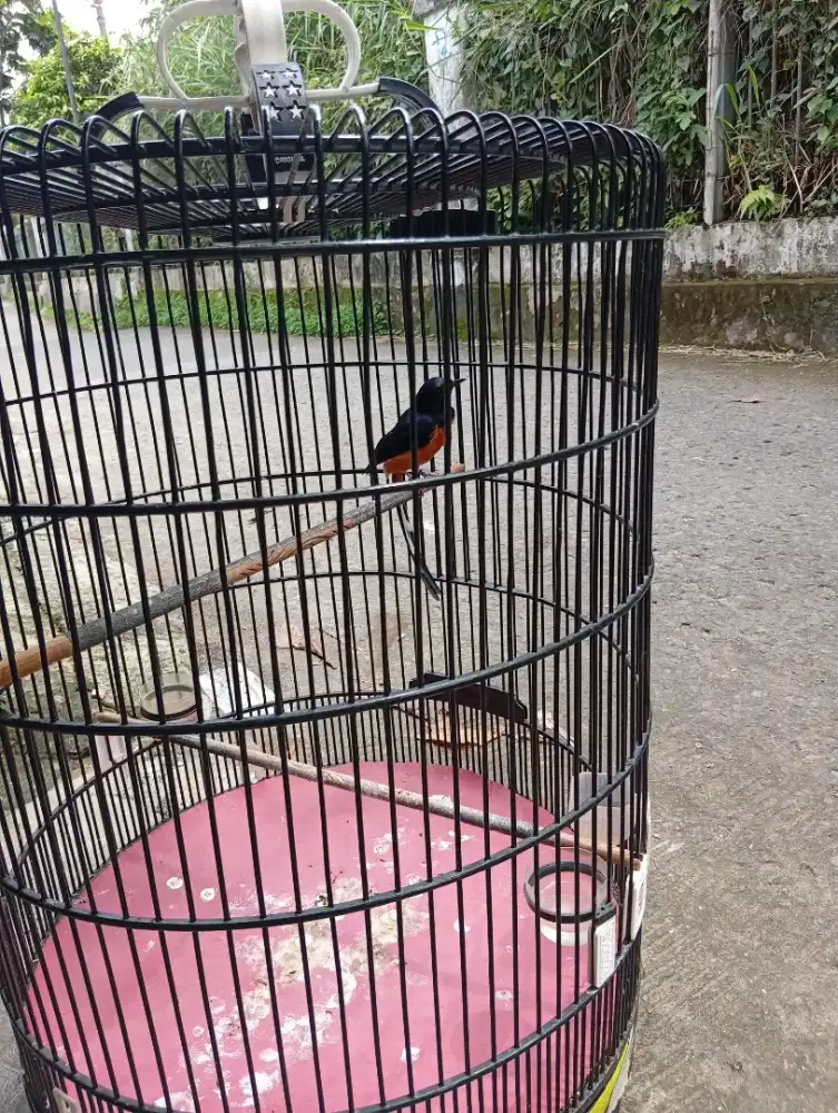 Burung murai medsn muda rajin bunyi