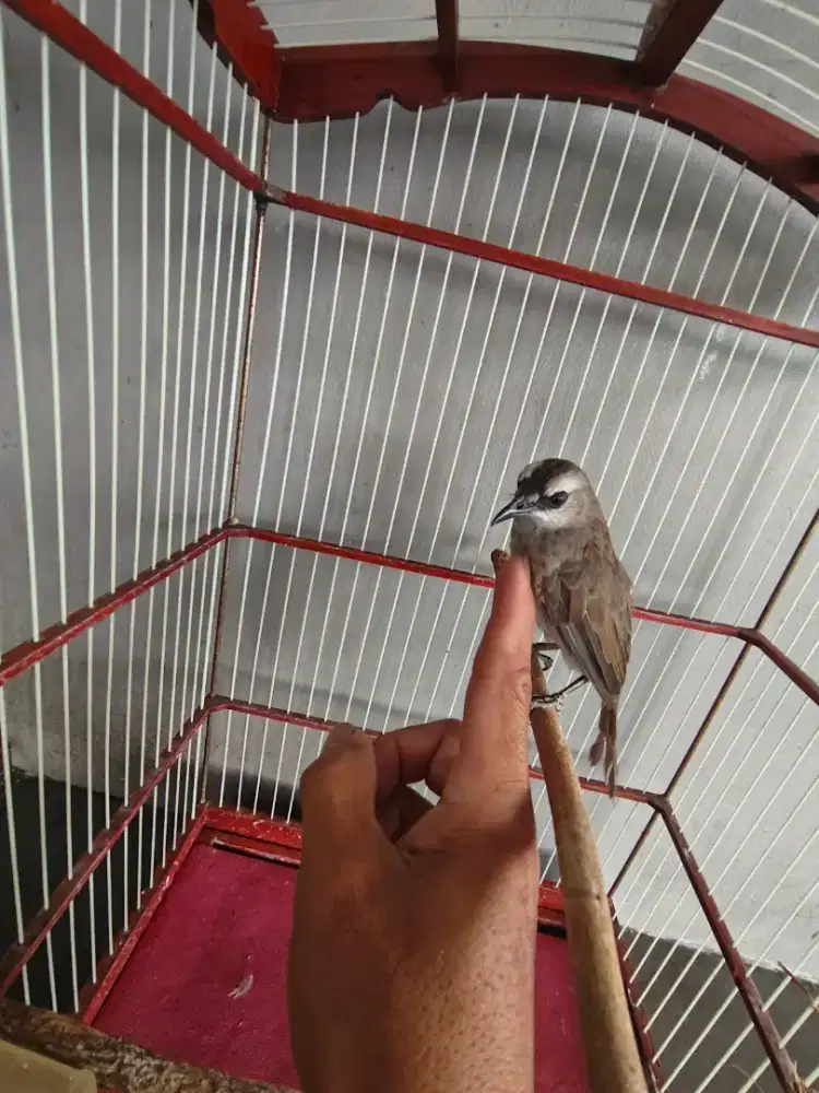 Boongin 3 burung crukcuk jinak kutilang emas sama masteran