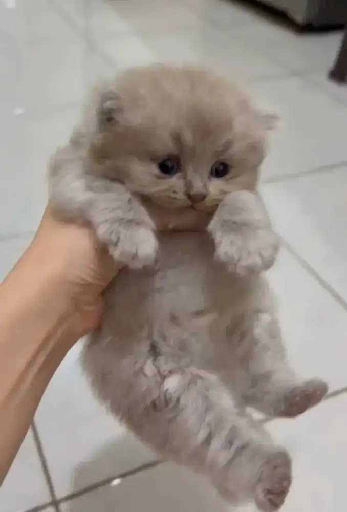 British Long Hair Lilac