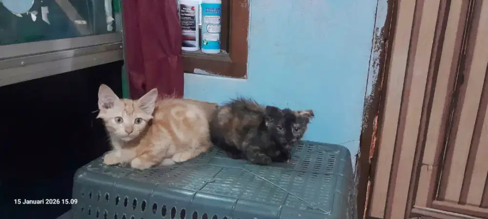 Kitten scottish fold dan maincoon