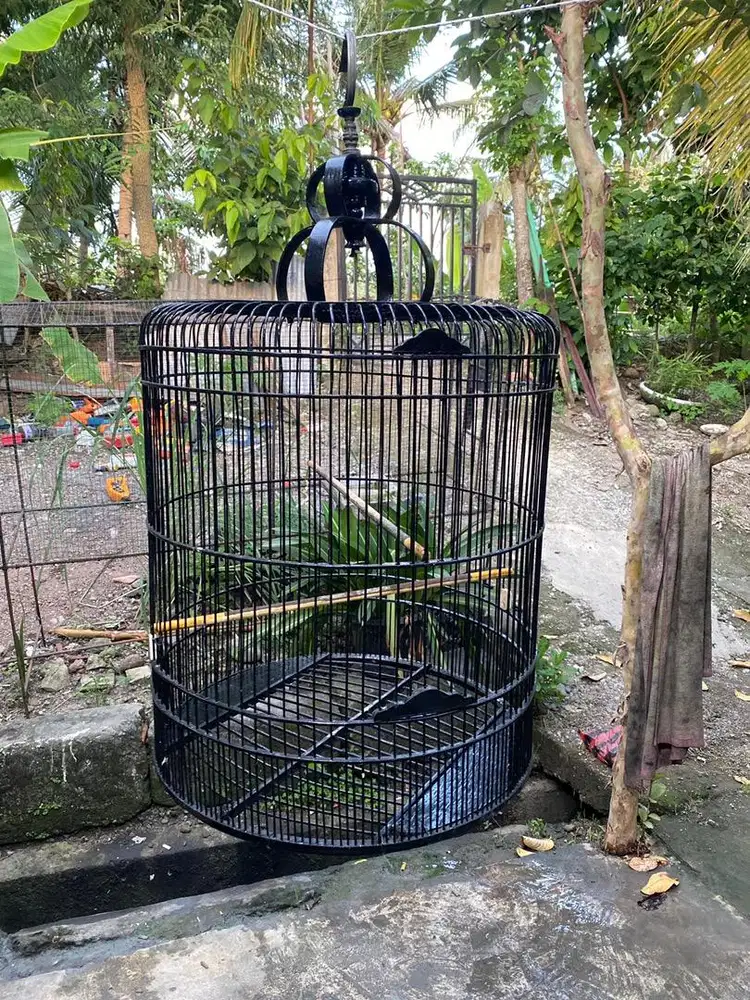 Jual  sangkar murai nomor 2