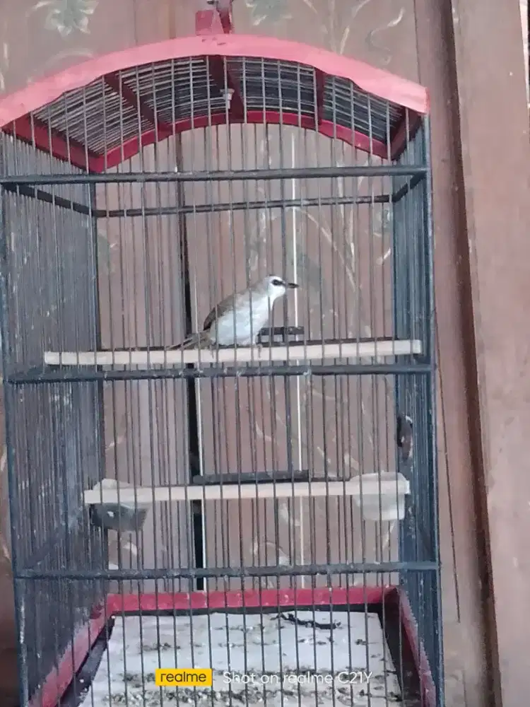 Trotokan rajin bunyi