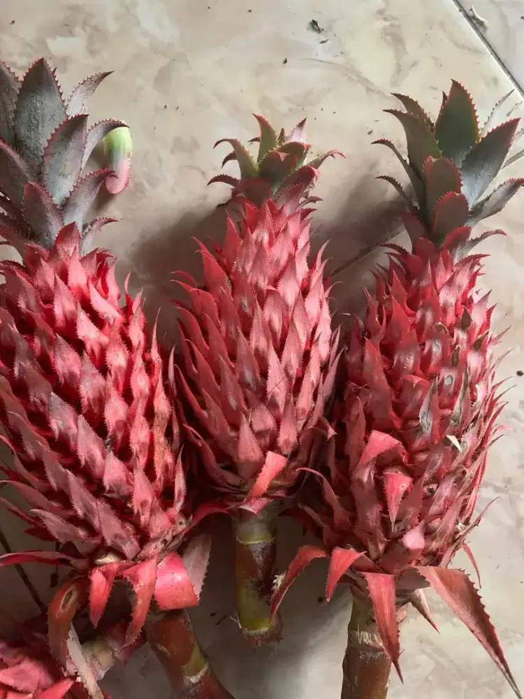 Nanas merah muda / Nanas muda