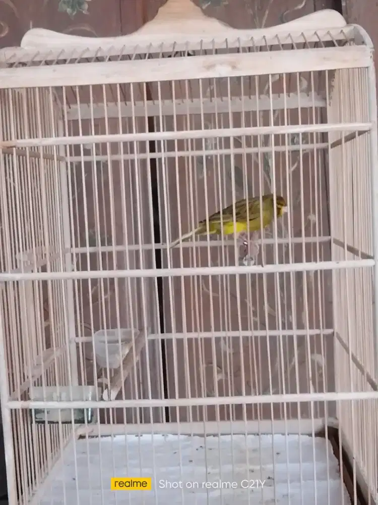 Kenari YSL GACOR NGEREK