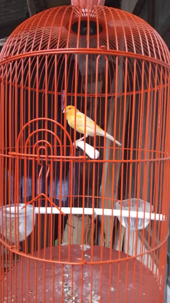 Kenari cerah seri AF