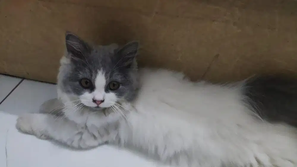 Jual kucing persia