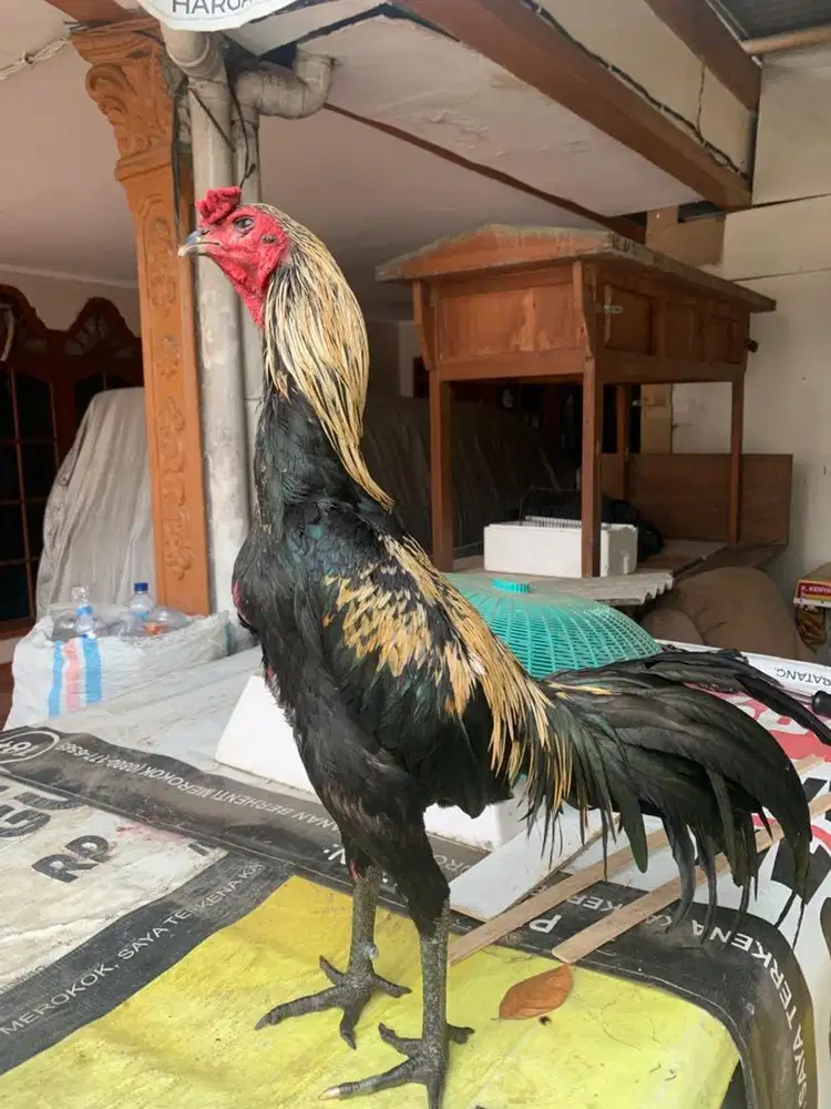 Ayam bangkok x mangon