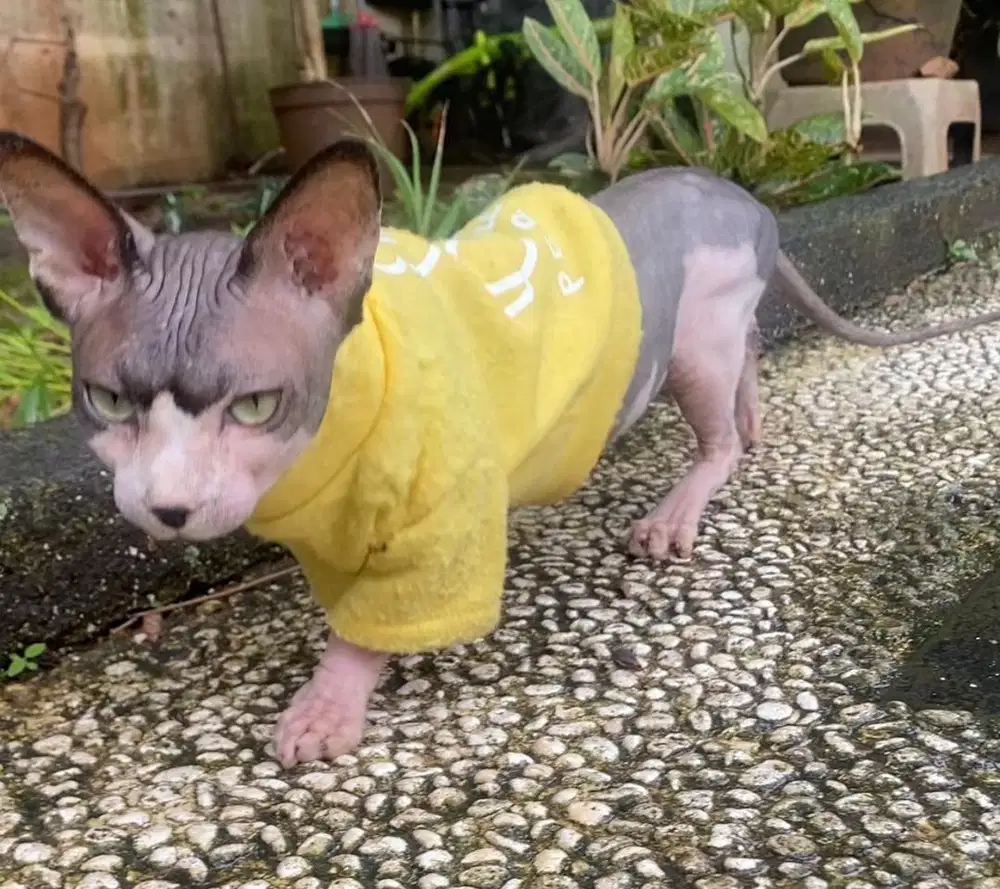 pacak bambino jantan