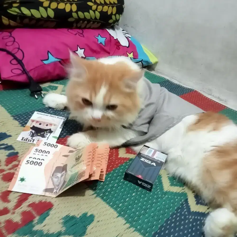jual aja kucing persia 2 tahun 8 bulan