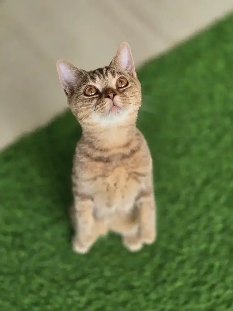 Kucing bsh british shorthair