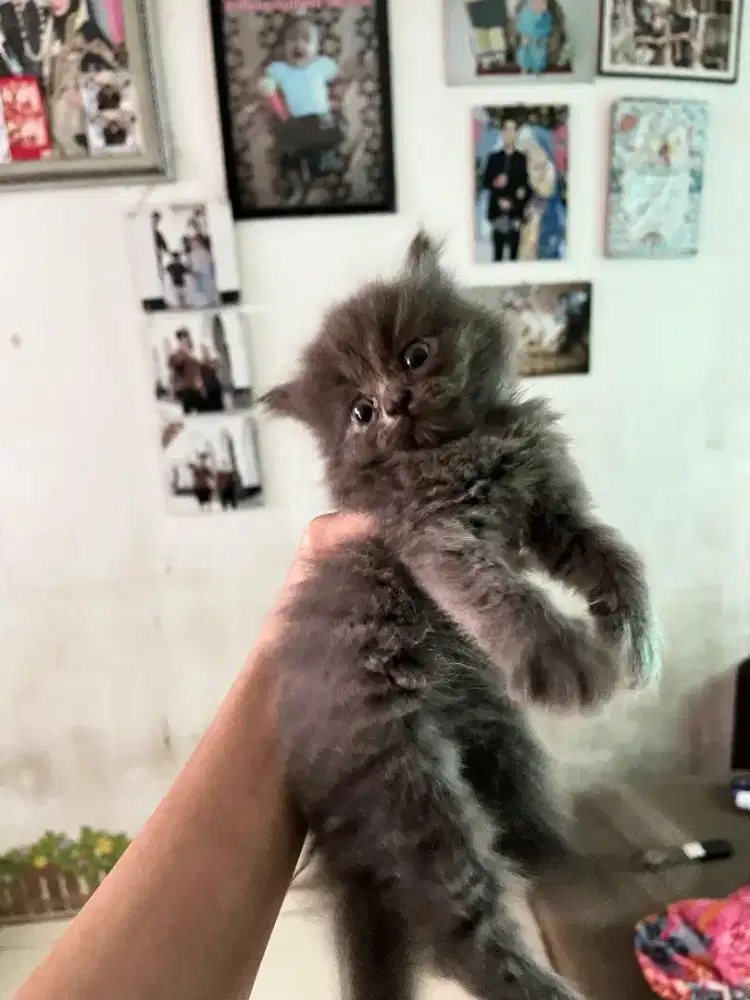 Kucing Persia Long Hair