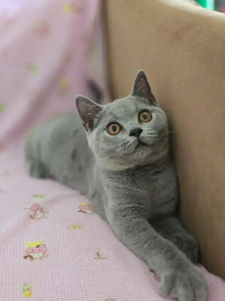Kucing british shorthair bsh british shorthair