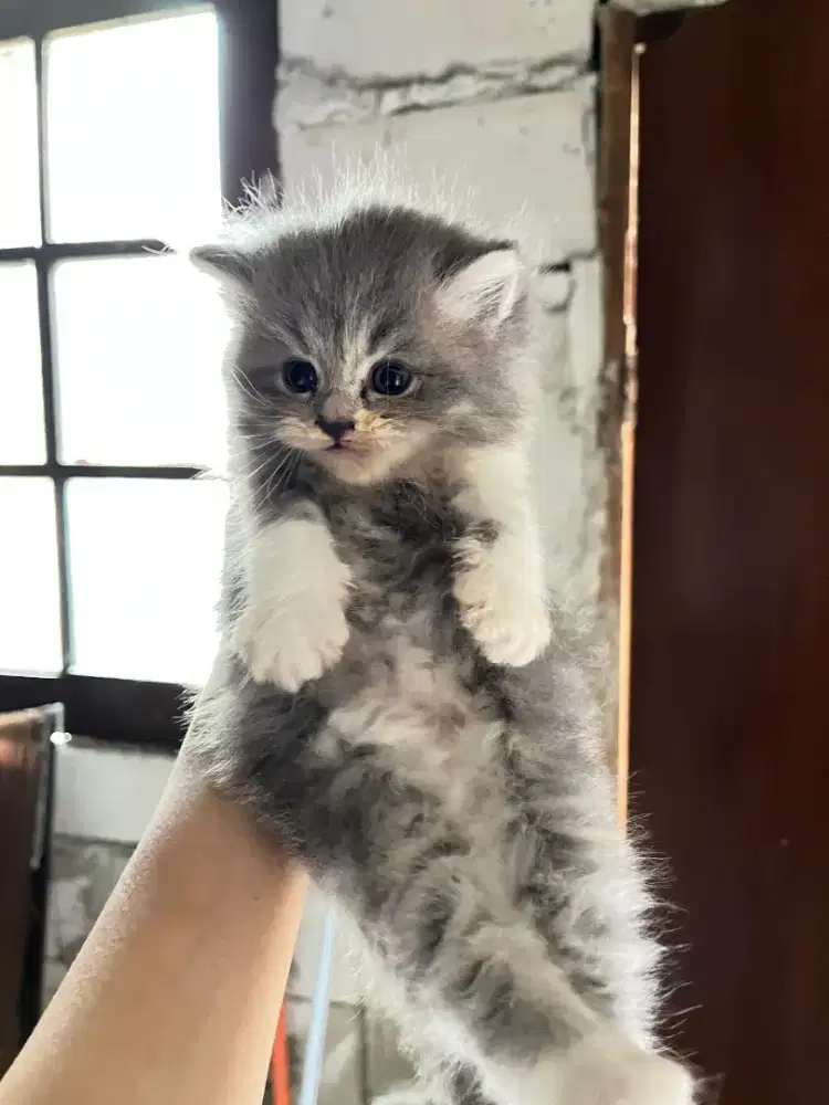 Kucing Persia Long Hair