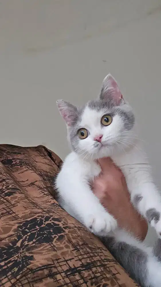 Kucing british shorthair bsh british shorthair